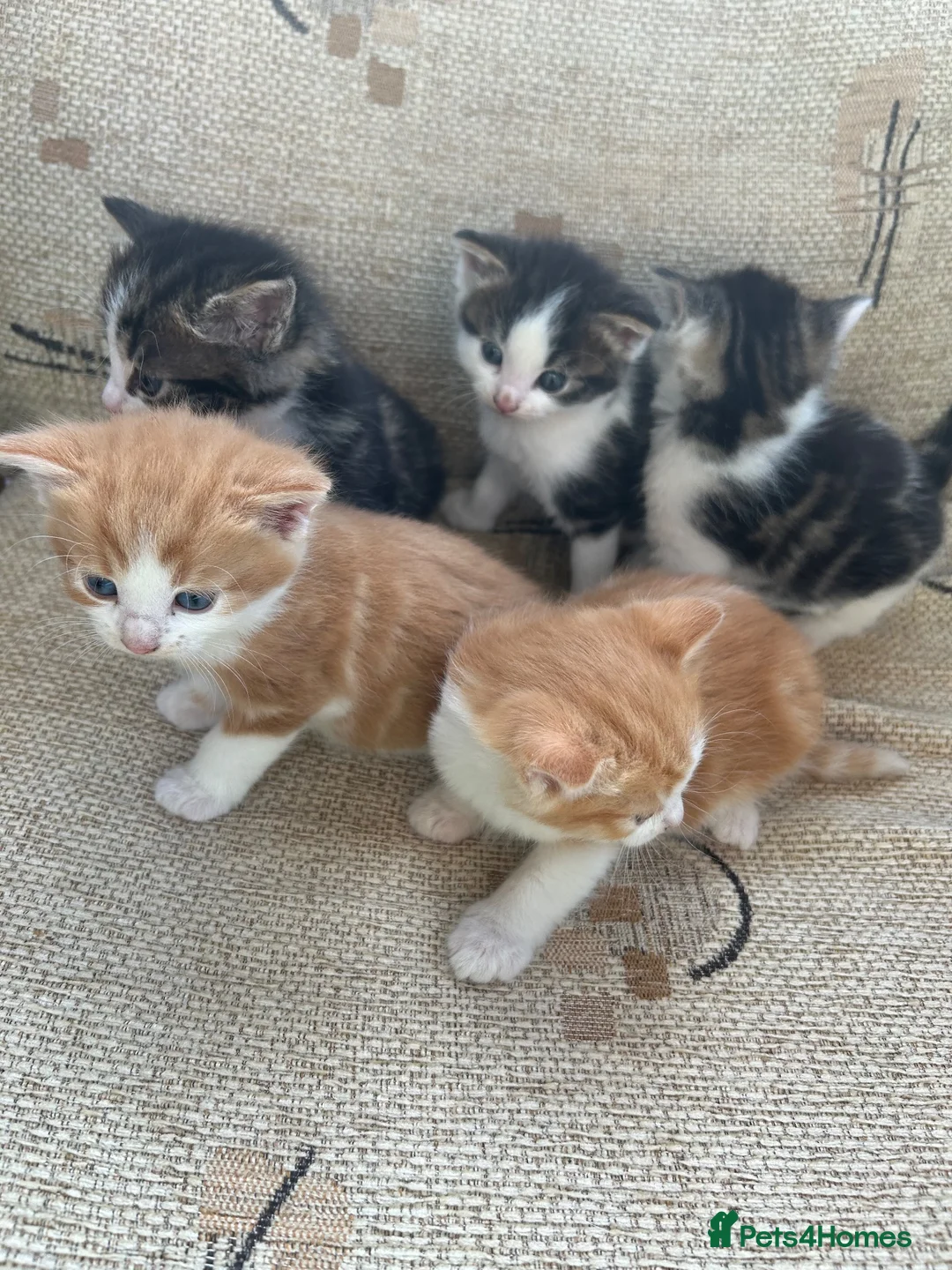 Mixed Breed cats for sale: Kittens - Advert 6