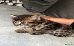 Mixed Breed cats for sale: Maincoon cross kittens - Image 1