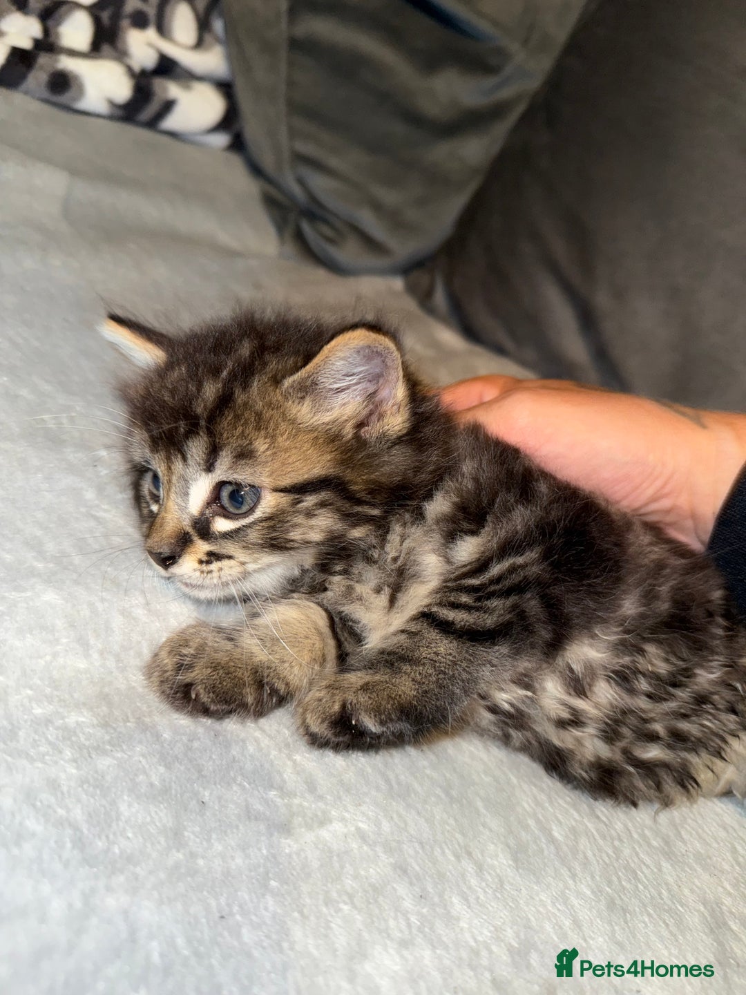 Mixed Breed cats for sale: Maincoon cross kittens - Image 1
