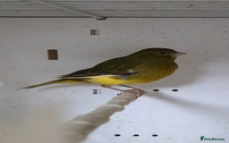 Canaries birds for sale: Canaries  - Image 16