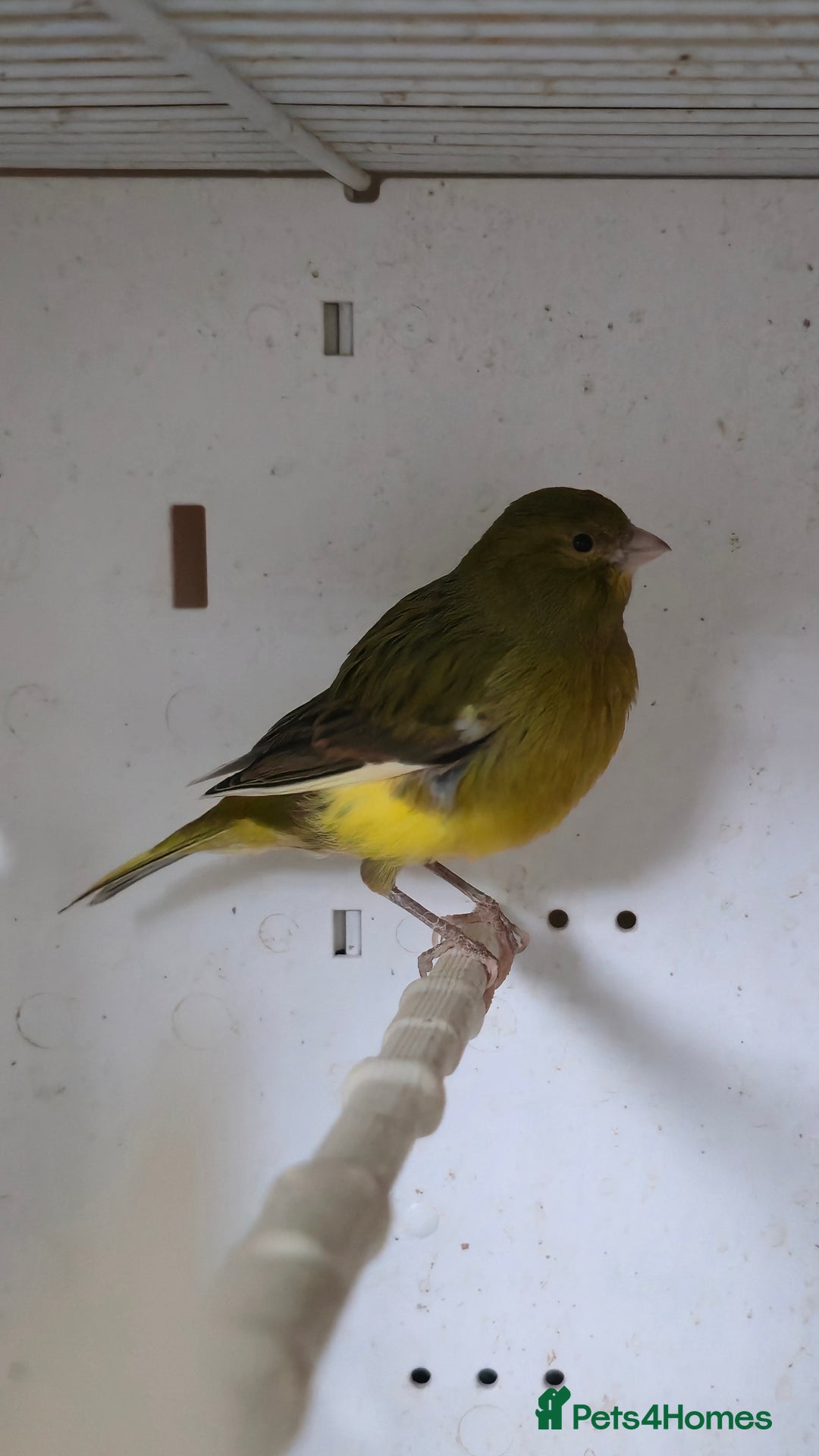 Canaries birds for sale: Canaries  - Image 16