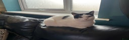 Mixed Breed cats for sale: Two female cats  - Advert 2