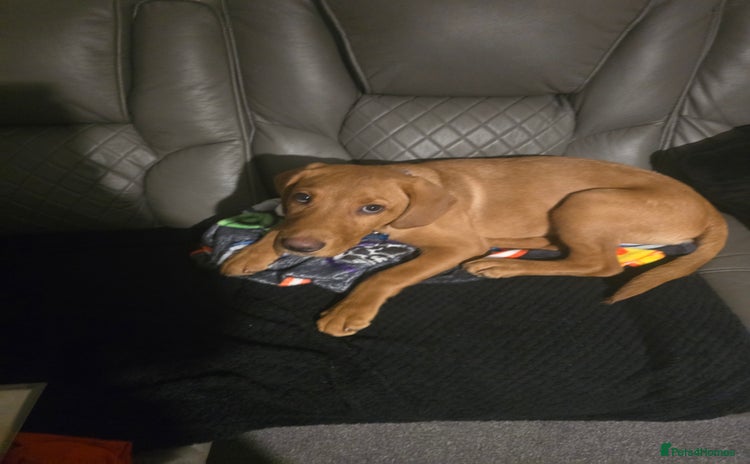 Labrador Retriever dogs - Advert 1