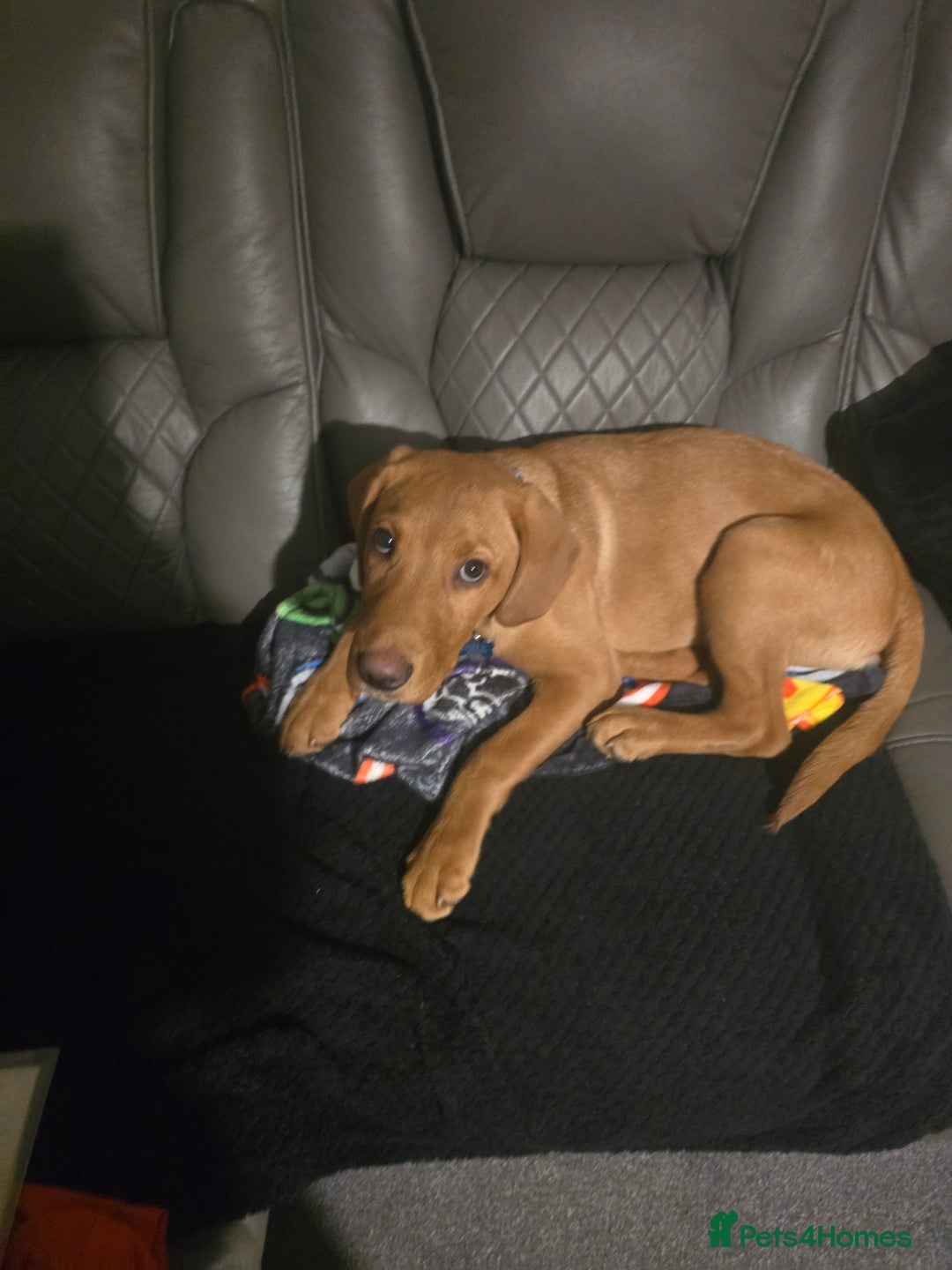 Labrador Retriever dogs for sale: Fox re labrador  - Image 1