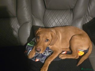 Labrador Retriever dogs - Advert 1