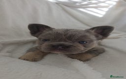 French Bulldog dogs for sale:  🐾READY FOR NEW HOMES NOW Isabella&Tan Boys🏡🐾 - Image 14
