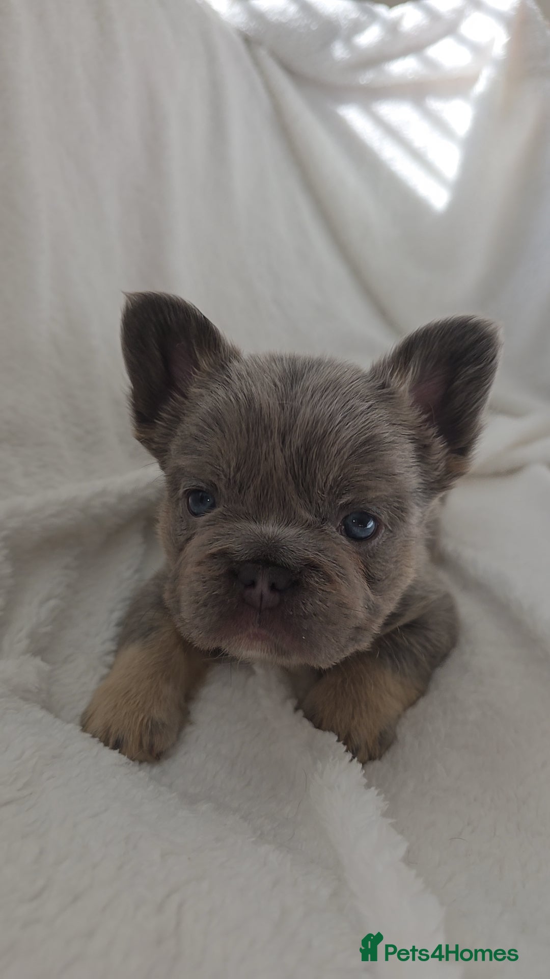 French Bulldog dogs for sale:  🐾READY FOR NEW HOMES NOW Isabella&Tan Boys🏡🐾 - Image 14