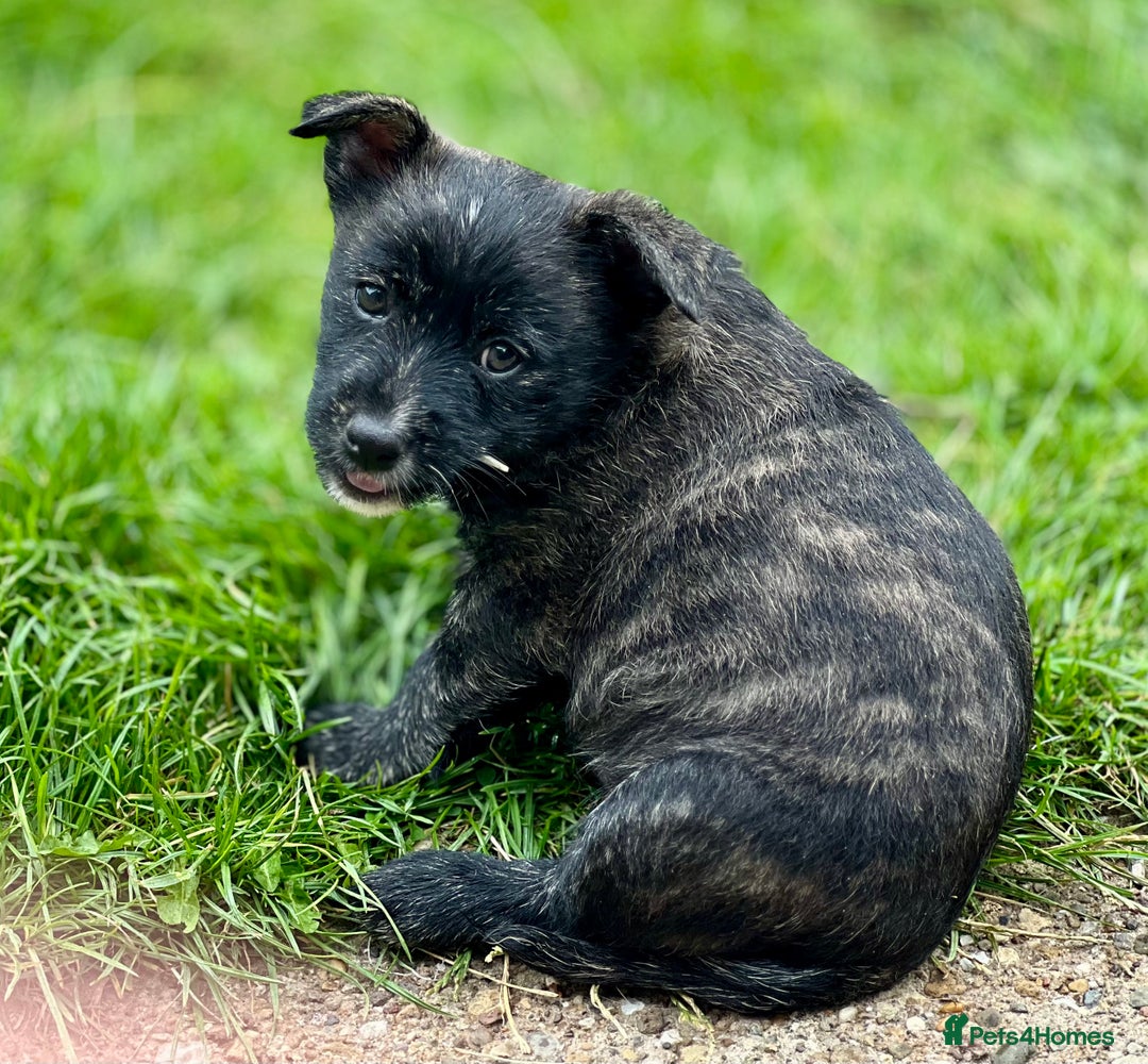 Mixed Breed dogs for sale: Weeranian Pups - Image 9