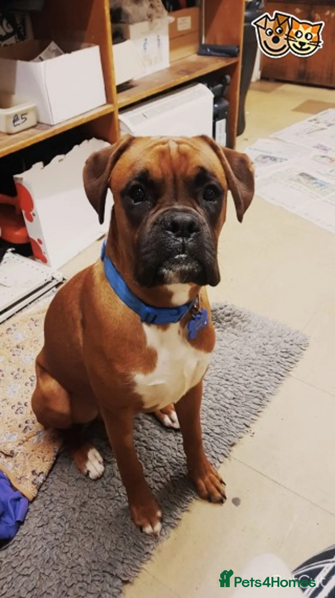 Boxer dogs for stud: For stud kc proven bobtail stunning boy in Telford - Advert 2