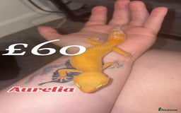 Leopard Gecko reptiles for sale: 3 female geckos in Aberdare - Image 1