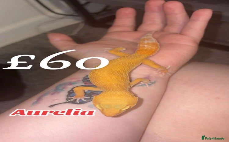 Leopard Gecko reptiles in Aberdare - Advert 1