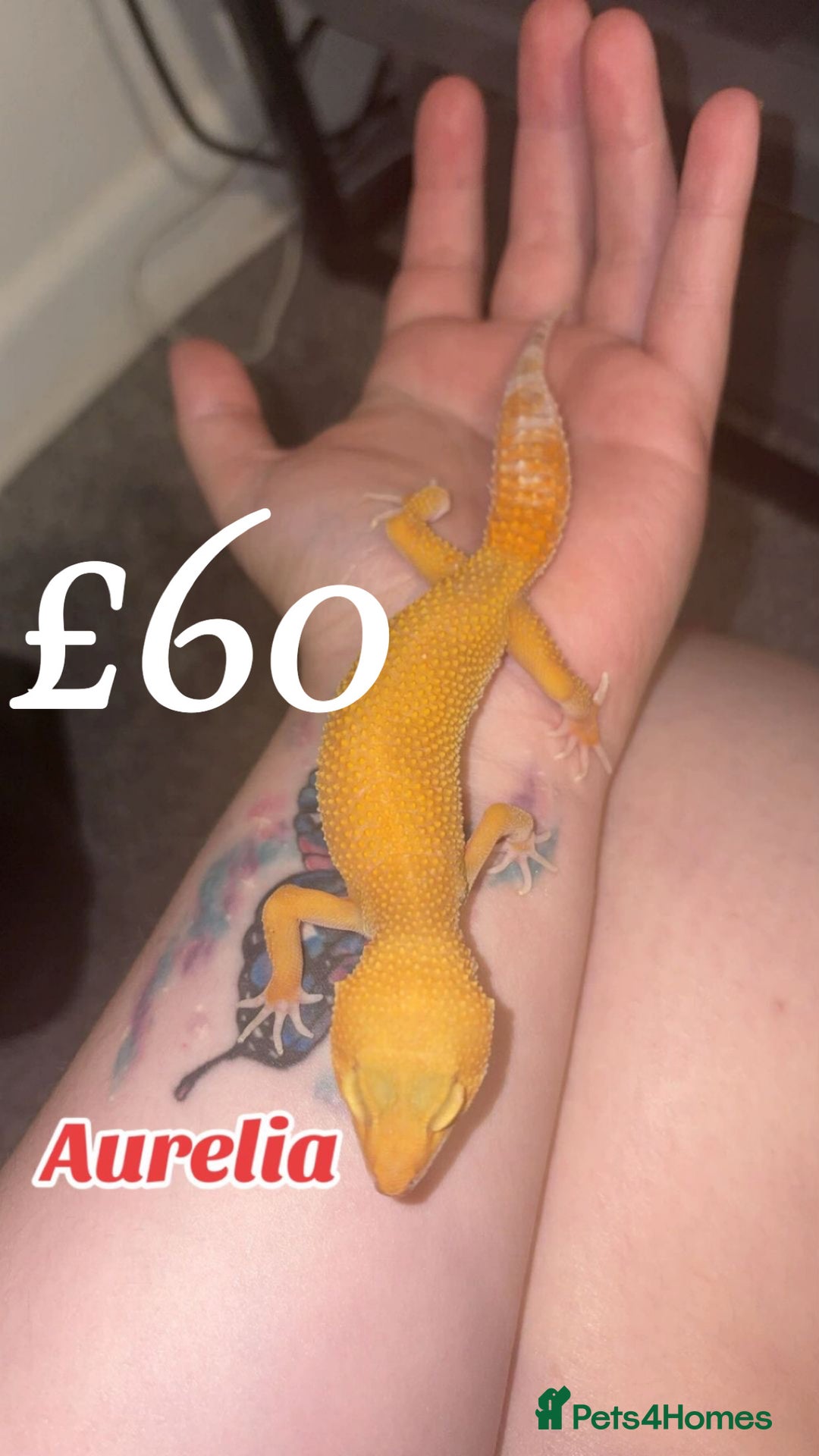 Leopard Gecko reptiles for sale: 3 female geckos in Aberdare - Image 1
