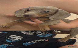 Miniature Dachshund dogs for sale: Isabella dachshund puppies  - Image 10