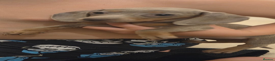 Miniature Dachshund Puppy 2