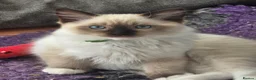 Ragdoll cats for sale: GCCF Reg. Ragdoll kittens. Ready now! - Advert 21