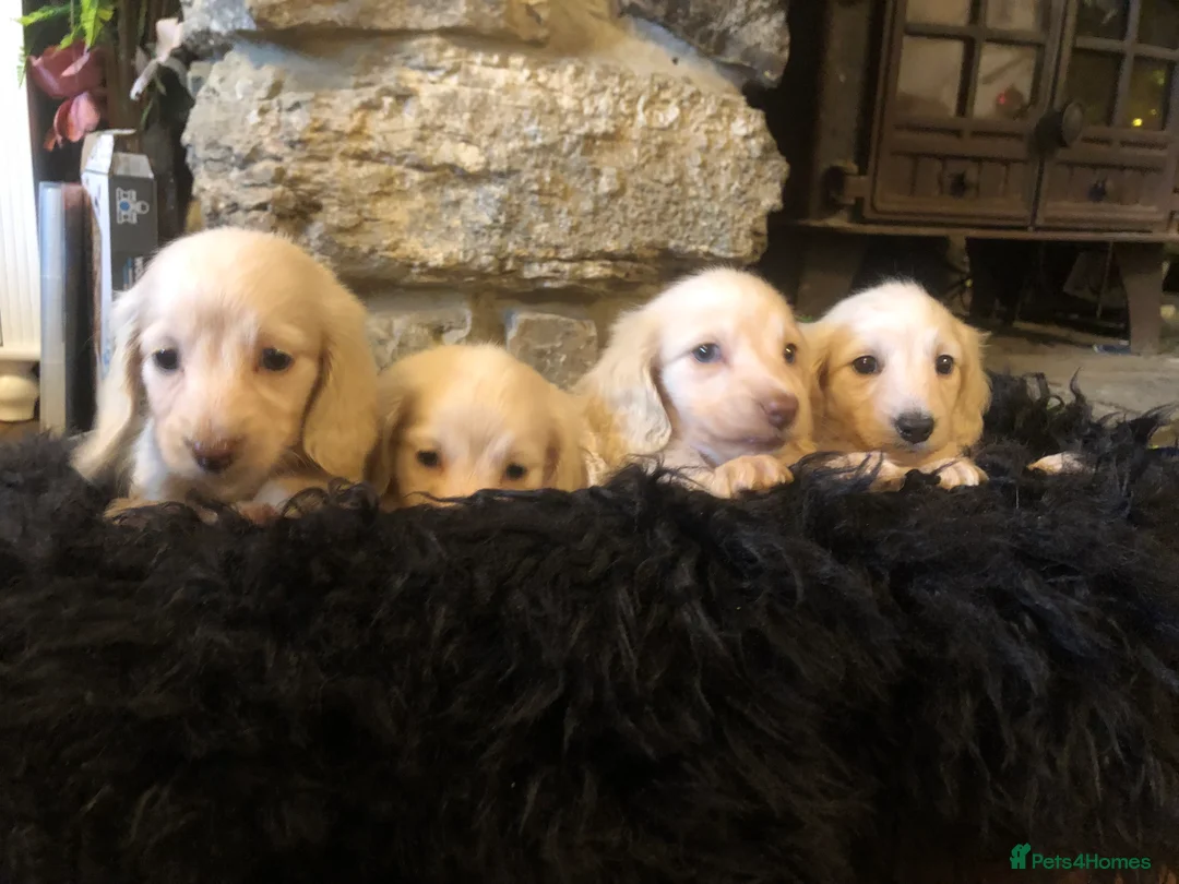 Miniature Dachshund dogs for sale: KC English Cream miniature dachshund  - Advert 6