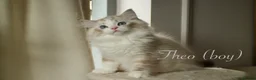 Ragdoll cats for sale: TICA championship Ragdoll Kittens  in London - Advert 21