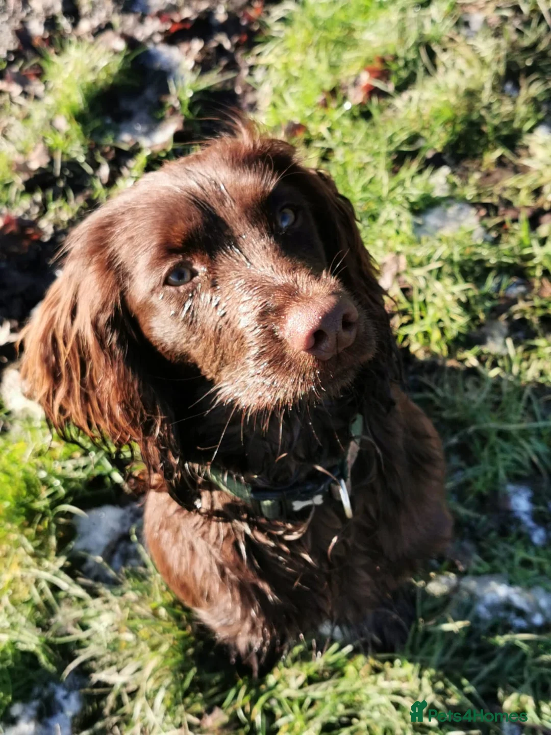 Sprocker dogs for sale: F1 Sprocker Spaniel  - Advert 9