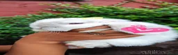 Mini Lop rabbits for sale: Mini lop  - Advert 1