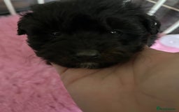 Jackapoo dogs for sale: 5 jackapoo puppies  - Image 11