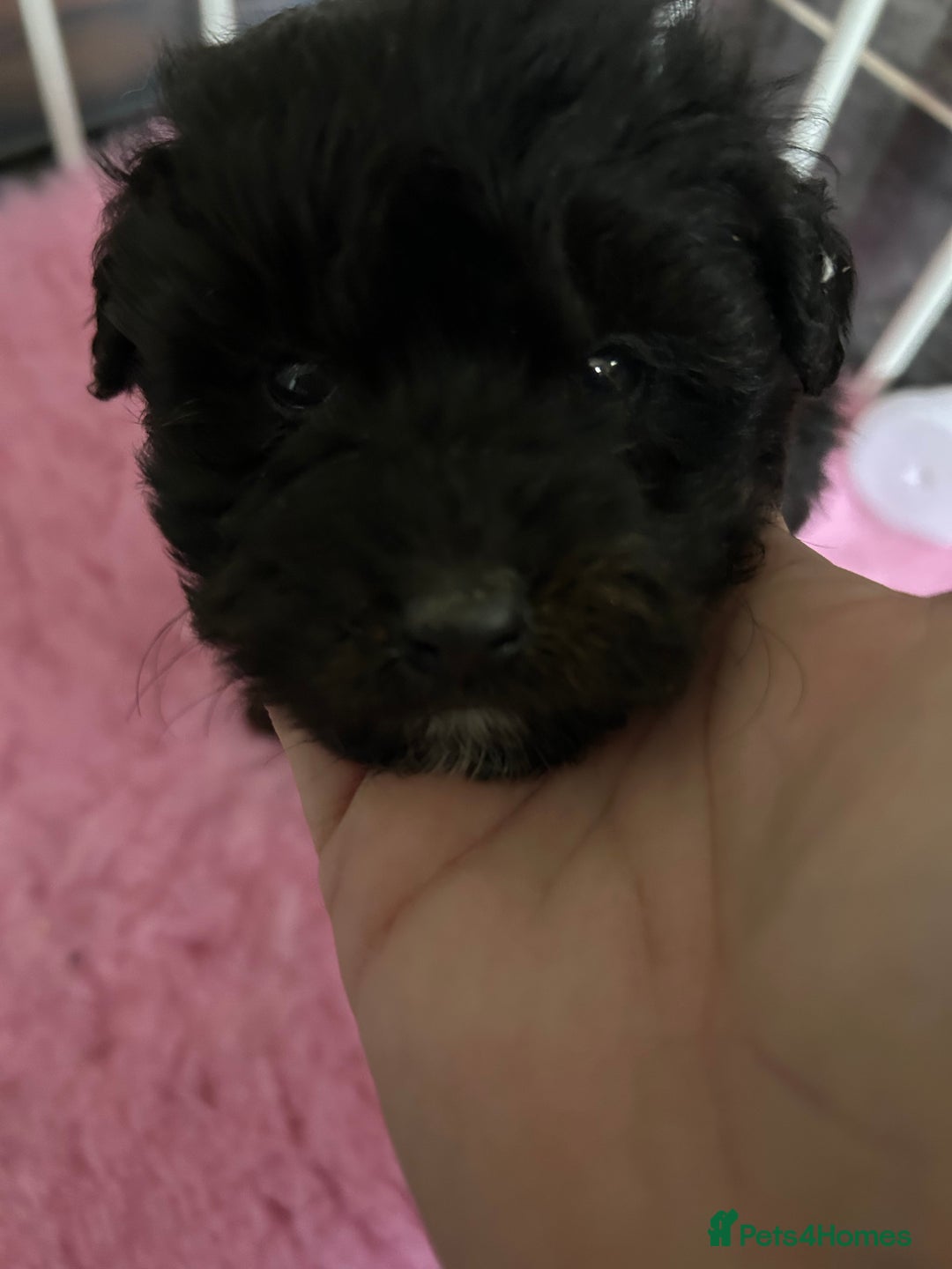 Jackapoo dogs for sale: 5 jackapoo puppies  - Image 11