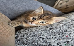 Mixed Breed cats for sale: 4 BEAUTIFUL KITTENS  - Image 8