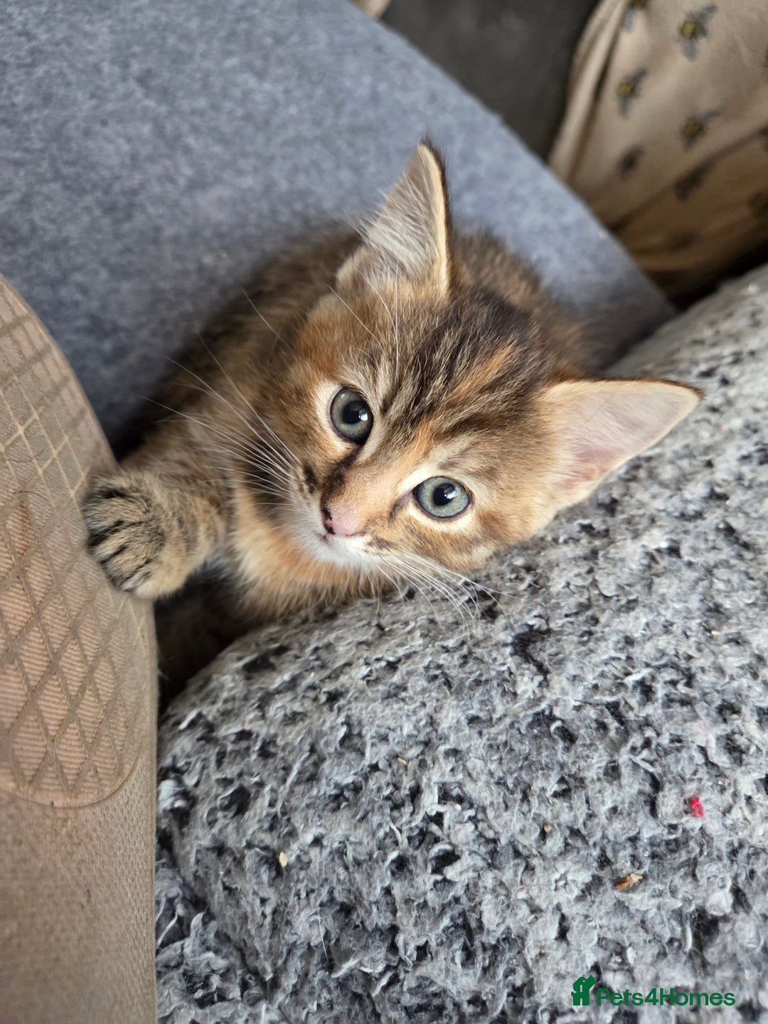 Mixed Breed cats for sale: 4 BEAUTIFUL KITTENS  - Image 8