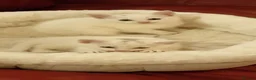 Mixed Breed cats for sale: 2 sweet snowballs  - Advert 6