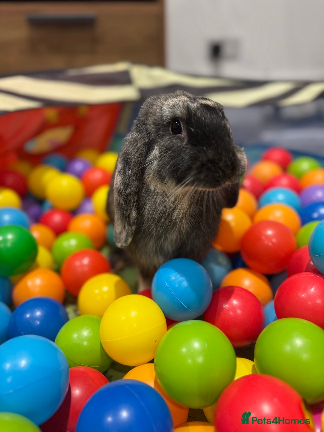 Mixed Breed rabbits for sale: Bunny for sale  - Image 1