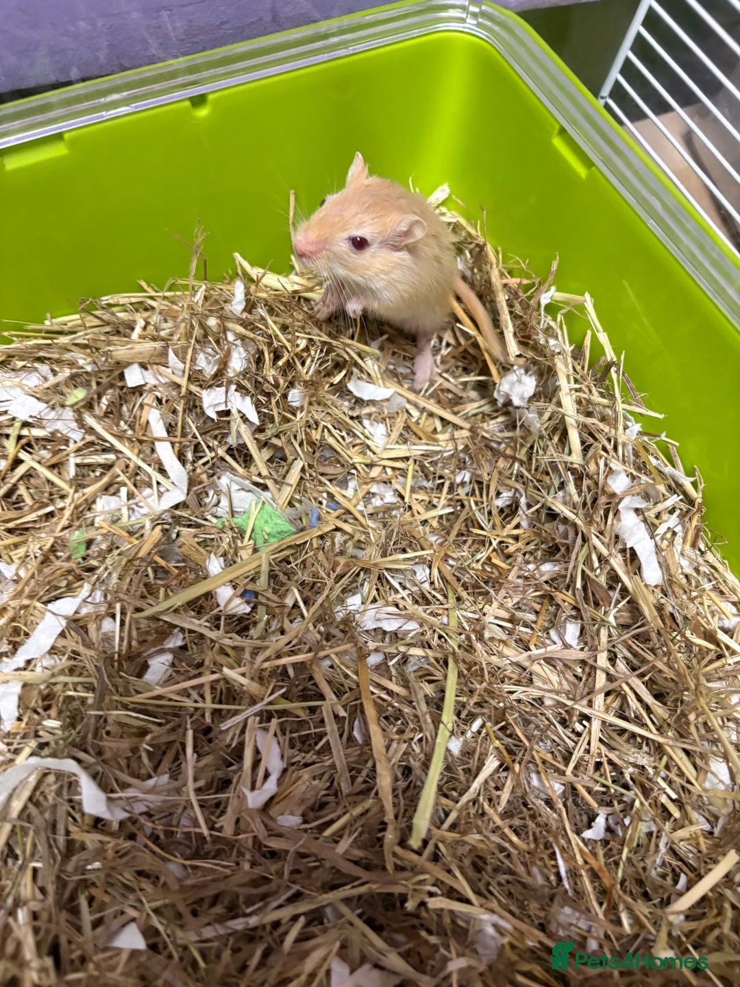 Gerbil rodents for sale: Friendly pet gerbils boys and girls  - Advert 8