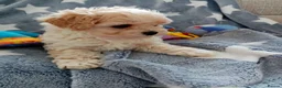 Maltipoo dogs for sale: Golden Maltipoo puppy's  in Manchester - Advert 7