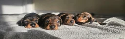 Dachshund dogs for sale: Kc registered Standard Wirehair dachshund  - Advert 18