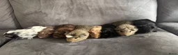 Guinea Pig rodents for sale: X8 baby boy/boar/male guinea pigs ready now.  - Advert 3