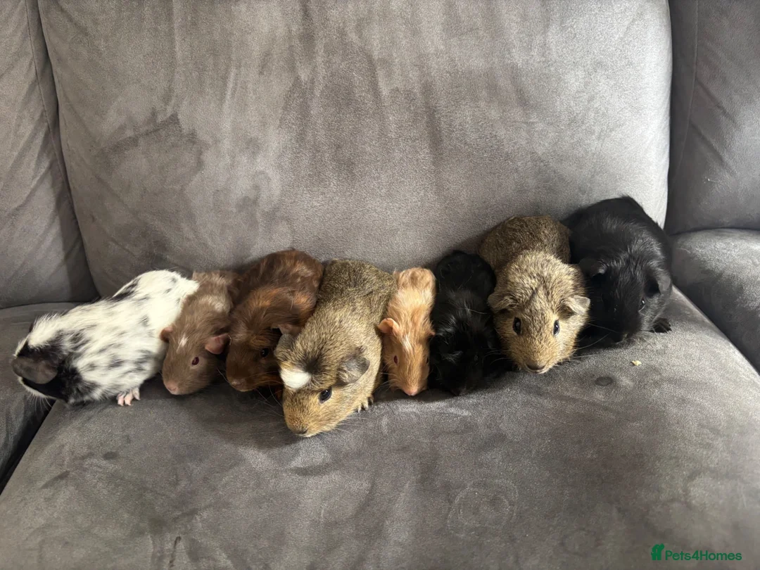 Guinea Pig rodents for sale: X8 baby boy/boar/male guinea pigs ready now.  - Advert 2