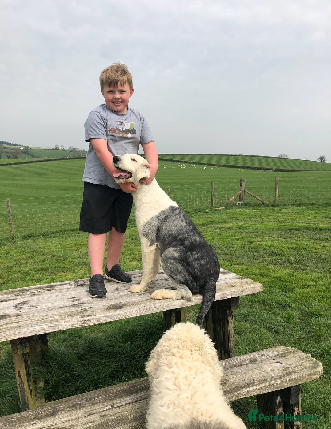 Old English Sheepdog dogs for sale: Old English sheep dog pups - Advert 13