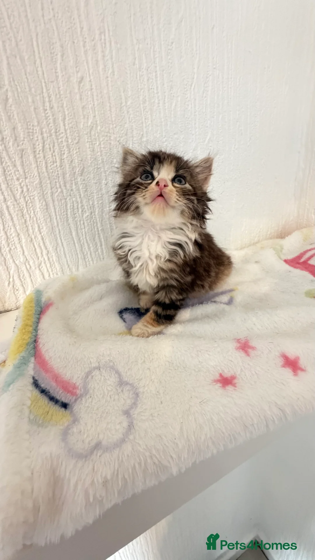 Mixed Breed cats for sale: Bsh x ragdoll ready 27th of feb - Advert 11