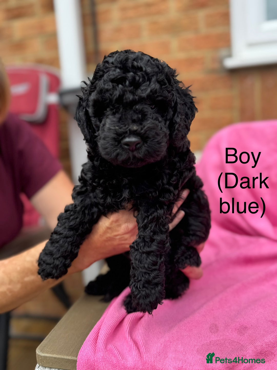 Cockapoo dogs for sale: Gorgeous Cockapoos for sale - Image 3