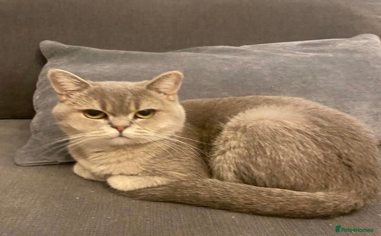 British Shorthair cats - Advert 2