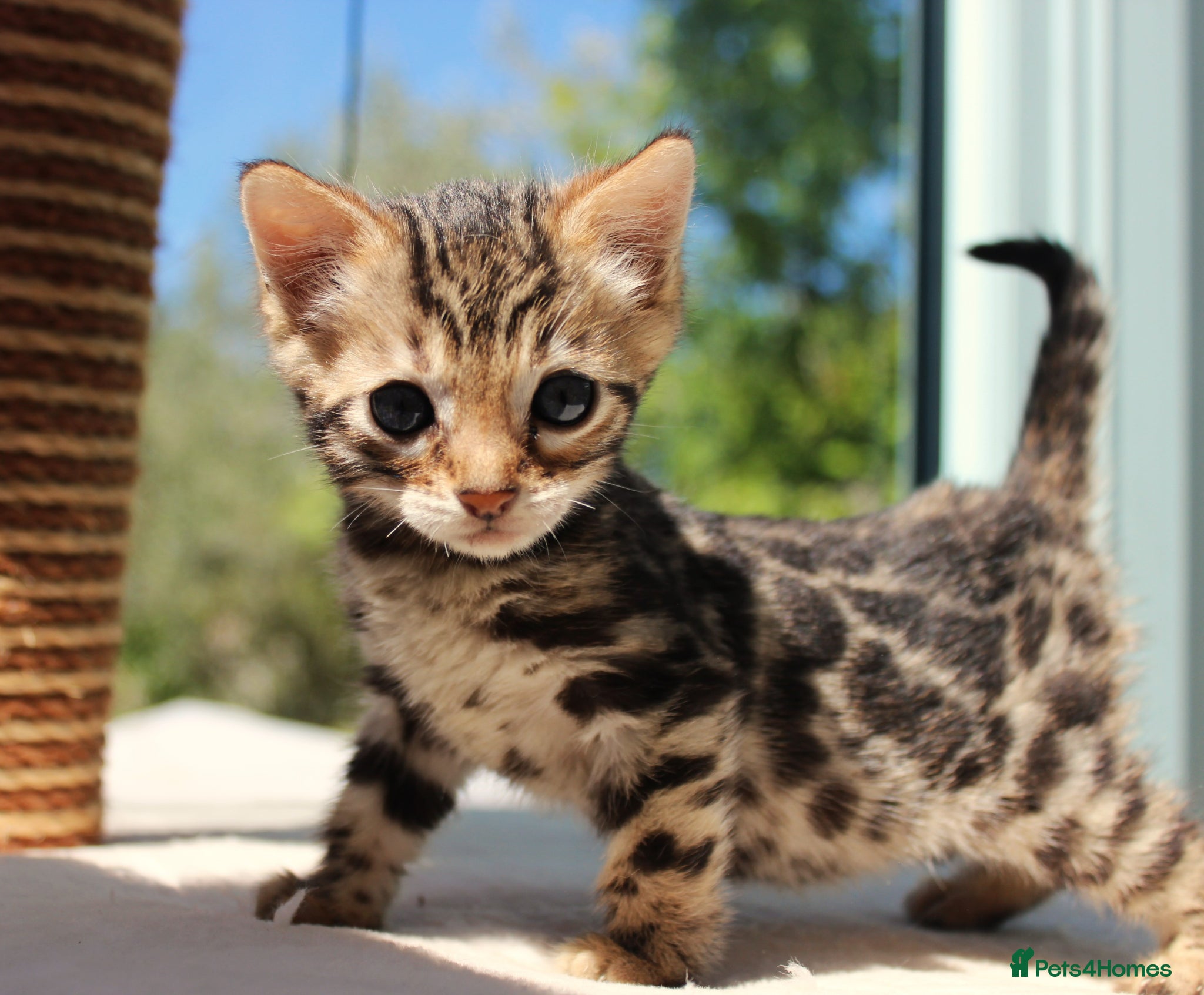 Bengal cats CUTE BENGAL FEMALE (TICA REG) - Advert 1
