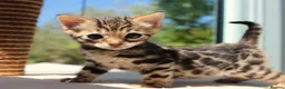 Bengal cats for sale: CUTE BENGAL FEMALE (TICA REG) - Advert 8