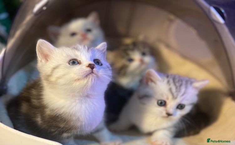 Munchkin cats - Advert 1