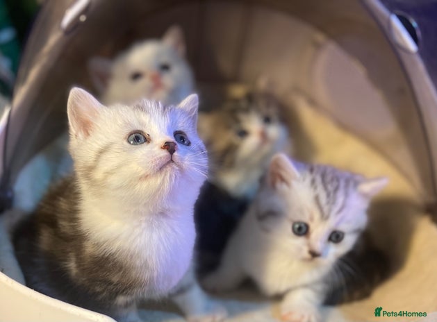 Munchkin cats - Advert 1