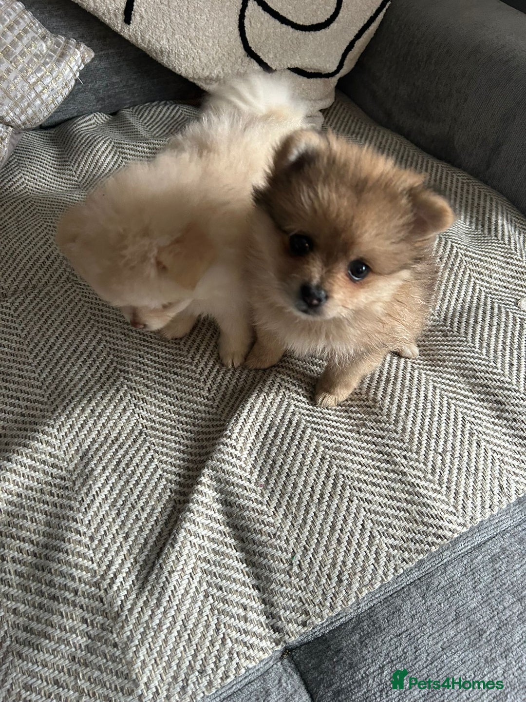 Pomeranian dogs for sale: Baby Pom poms  - Image 3