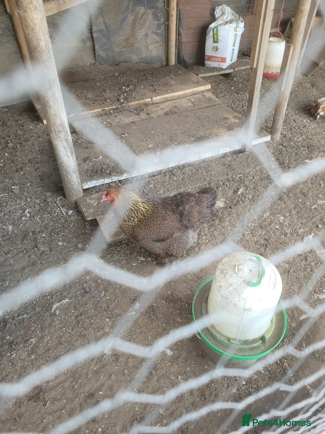 Chickens poultry for sale: Gold partridge brahma hen for sale - Advert 5