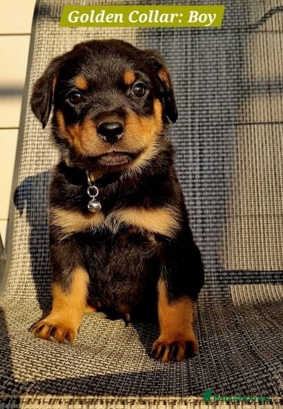 Rottweiler dogs for sale: Friendly family raised Rotties pups in Mansfield - Advert 3