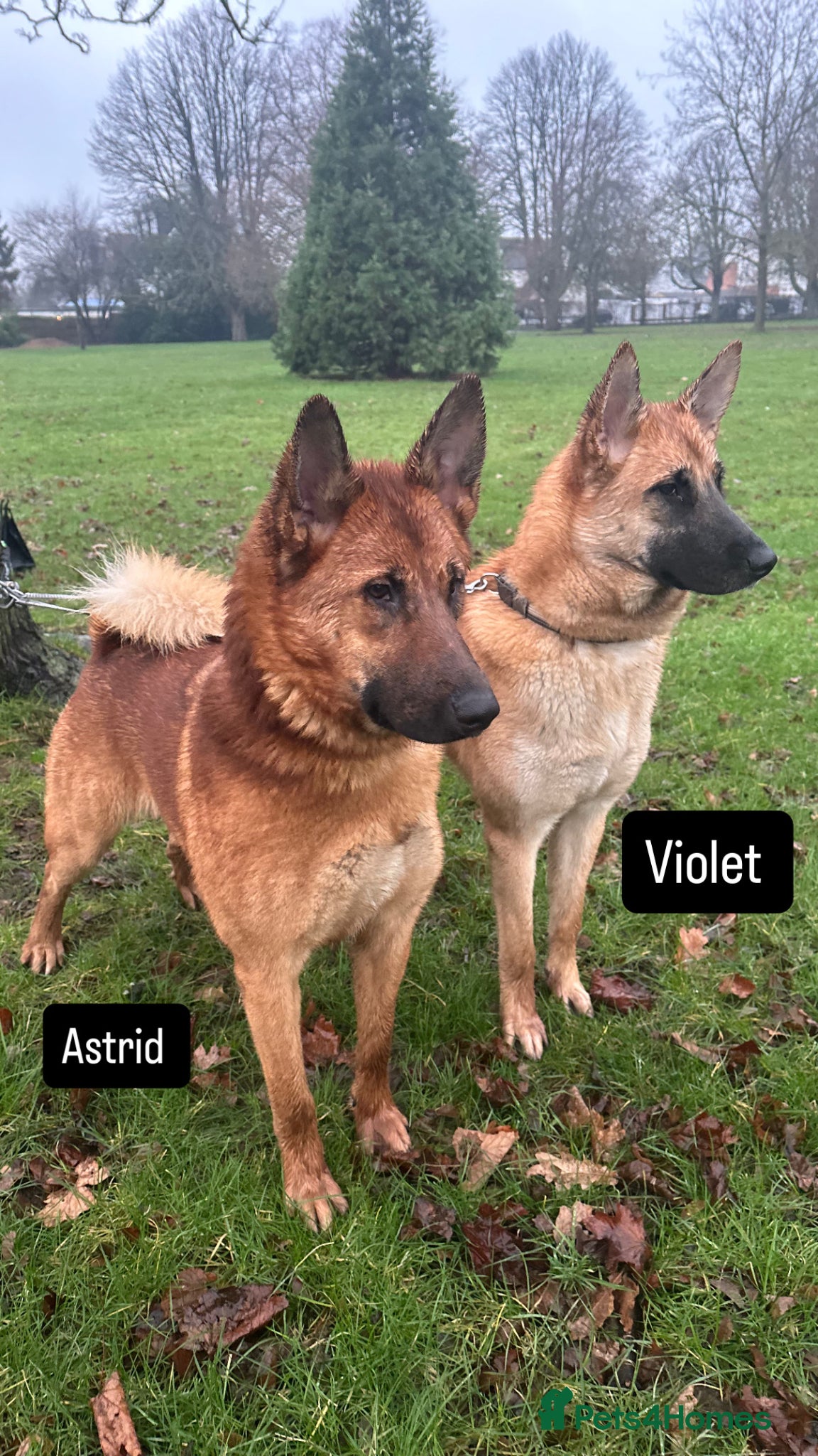 Mixed Breed dogs Akita x Malinois/Malamute – Sister Puppies - Advert 1