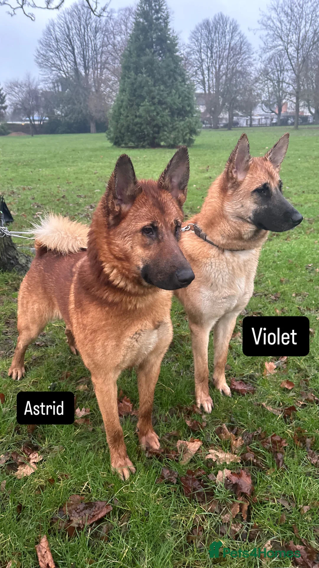 Mixed Breed dogs for sale: Akita x Malinois/Malamute – Sister Puppies in Ilford - Advert 1