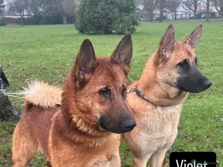 Mixed Breed dogs Akita x Malinois/Malamute – Sister Puppies - Advert 1