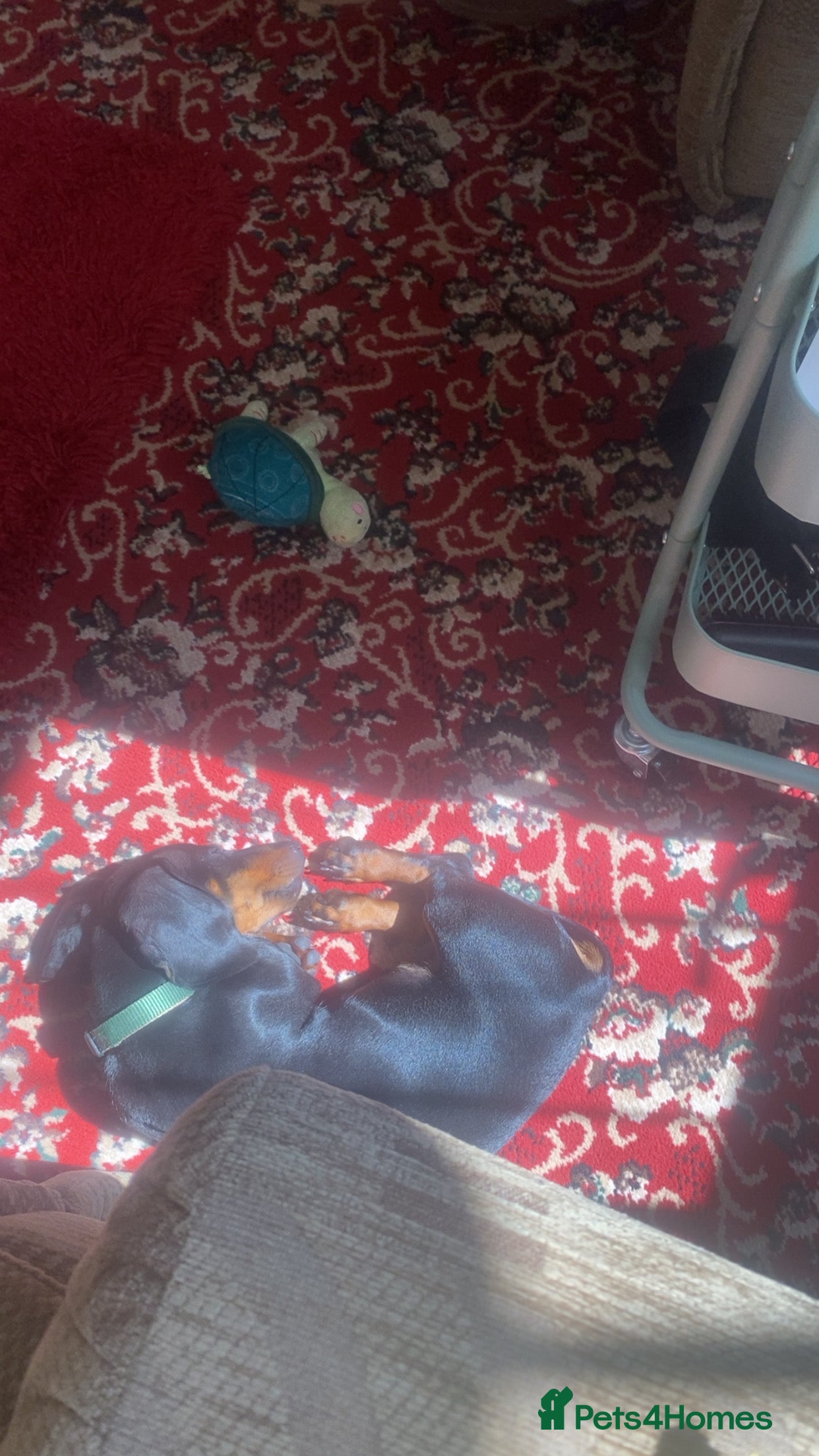 Dachshund dogs for sale: dachshund black and tan - Advert 2