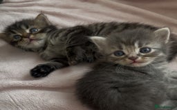 British Shorthair cats for sale: 🐾British shorthair kittens for sale 🐾  - Image 7
